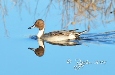 2211  Duck  Pintail Blackwater 11-13-15.jpg