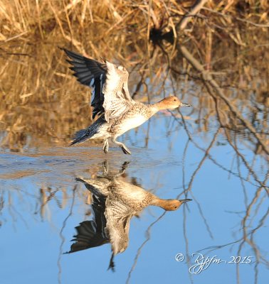 2212  Duck  Pintail Blackwater 11-13-15.jpg