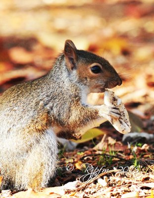 900  Gray Squirrel Leesylvania  11-03-15.jpg