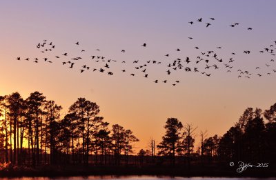 2239  Sunset  Geese Blackwater 11-13-15.jpg