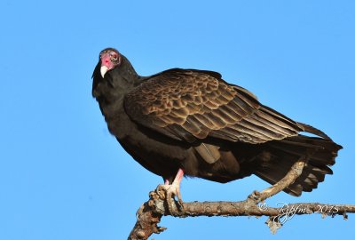 2226 Turkey Vultur Blackwater 11-13-15.jpg