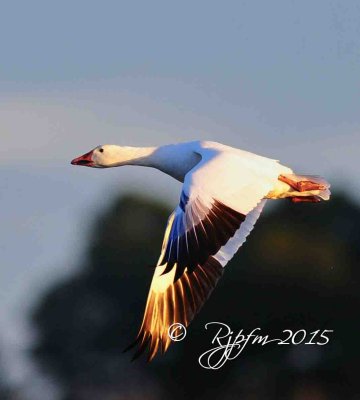 2577  Snow Geese  at Sunrise  Chincotegue  11-27-15.jpg