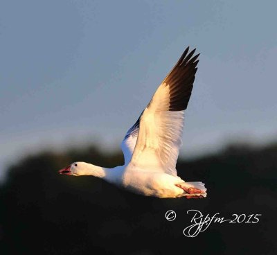 2576  Snow Geese  at Sunrise  Chincotegue  11-27-15.jpg