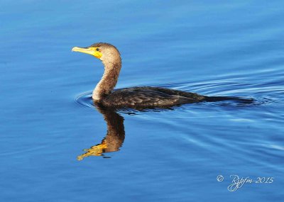 2538  Double-Crested Cormorant  Chincotegue  11-26-15.jpg