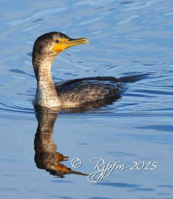 2550  Double-Crested Cormorant  Chincotegue  11-26-15.jpg