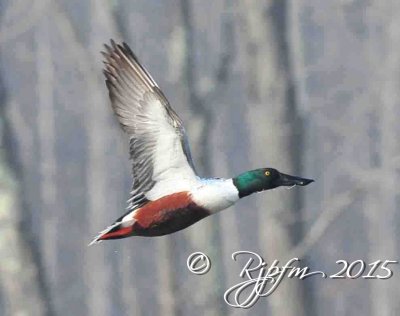 897   Northern Shoveler Duck  M   Foggy  Huntley Meadows 12-05-15.jpg