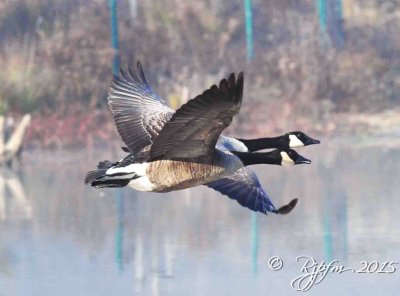 912  Canada Geese   Foggy  Huntley Meadows 12-05-15.jpg