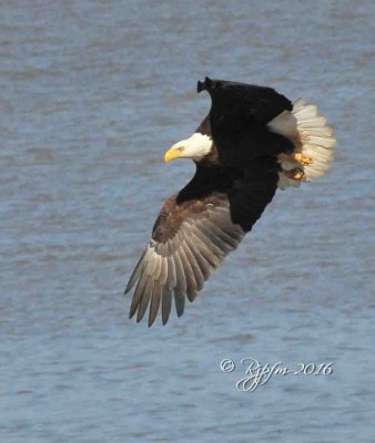 1337   Bald Eagle Mason Neck 02-27-16.jpg