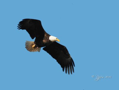 1340   Bald Eagle Mason Neck 02-27-16.jpg