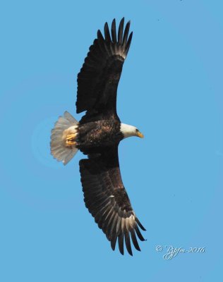 1342   Bald Eagle Mason Neck 02-27-16.jpg