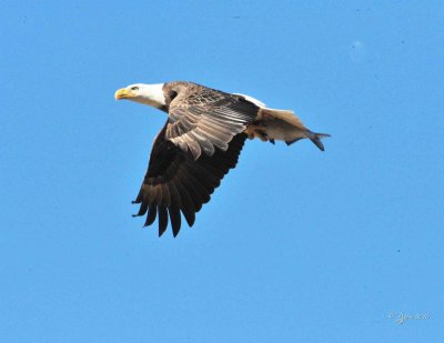 1351   Bald Eagle Mason Neck 02-27-16.jpg