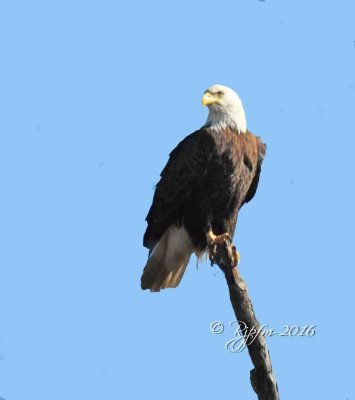 1353   Bald Eagle Mason Neck 02-27-16.jpg