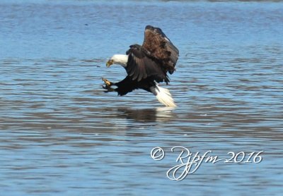 1803    Bald Eagle  Mason   Neck  03-01-2016 1.jpg