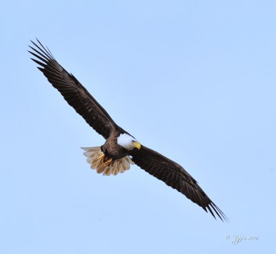 1888   Bald Eagle  Mason Neck 03-05-16.jpg