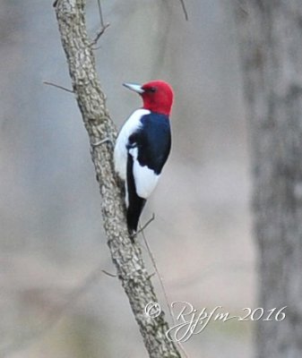 957 Red-headed Woodpecker Huntley Meadows 02-21-16.jpg
