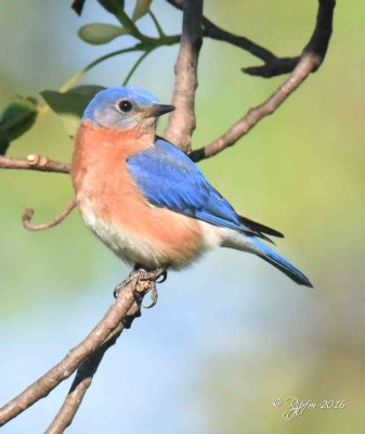 1707    Eastern Bluebird  Mason neck 04-20-16.jpg