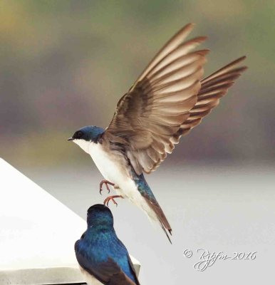 1085 Tree Swallow Mason Neck 04-2015.jpg