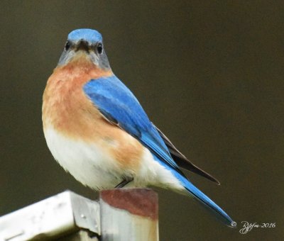 1773  Eastern Bluebird  Mason Neck 04-28-6.jpg