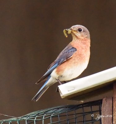 1789   Eastern Bluebird Mason Neck 04-30-16.jpg