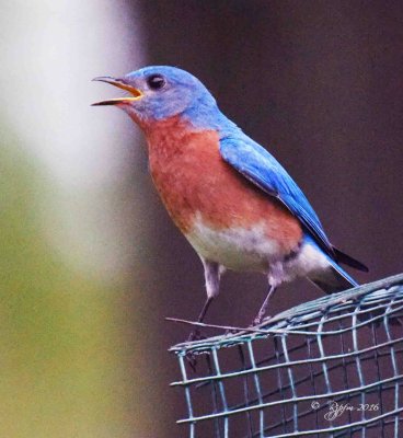 1863    Eastern Bluebird  Mason Neck  05-13-16.jpg