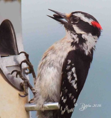 1881 Downy WoodPecker Mason Neck 05-13-16.jpg