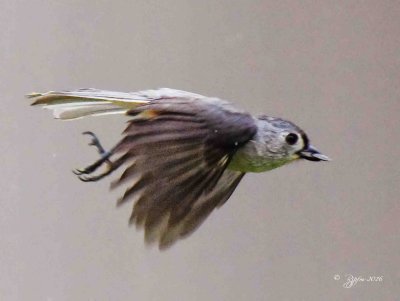 1879 Tufted Timousse Mason Neck 05-13-16.jpg