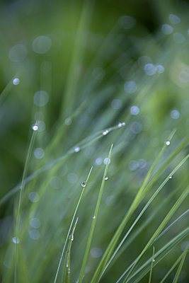 Grass & Dew