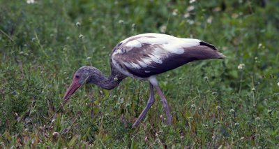 Birds Of The World