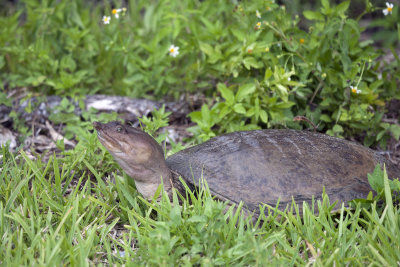 Everglades Turtle