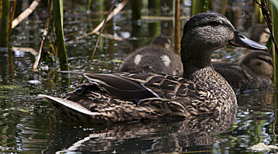 Proud Mother