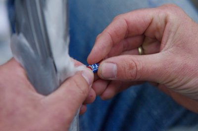 Record voor Nederlandse noordse sterns