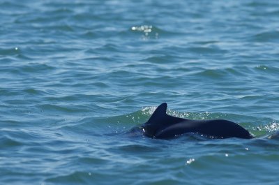 Humpback dolphin K5II2908.jpg