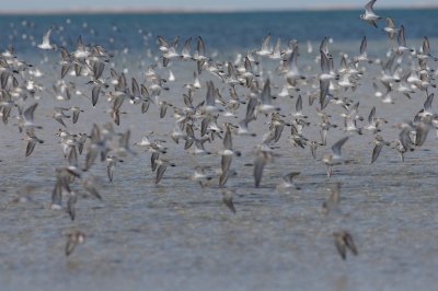 Dunlin _K7_3137.jpg