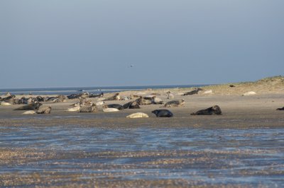 Kraamtijd voor de grijze zeehonden in de Waddenzee
