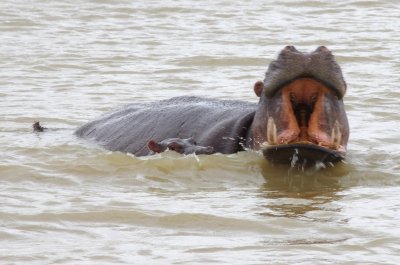 Mother hippo defending baby