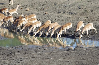 Impala's quenching thirst