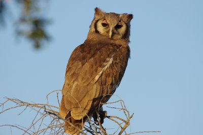 Verraux's eagle owl