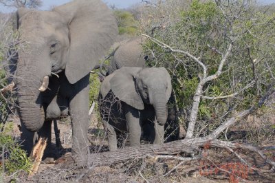 Elephant mother helping young by pushing over a tree