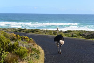 ostrich going to the beach