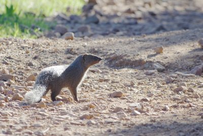 cape grey mongoose