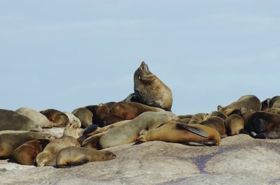 cape fur seal