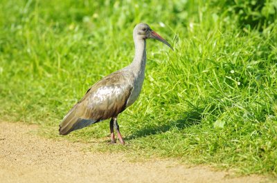 hadada ibis