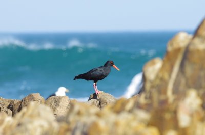 African oyster catcher