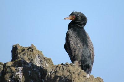 cape cormorant