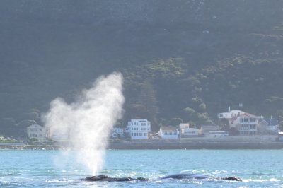 blow of southern right whale