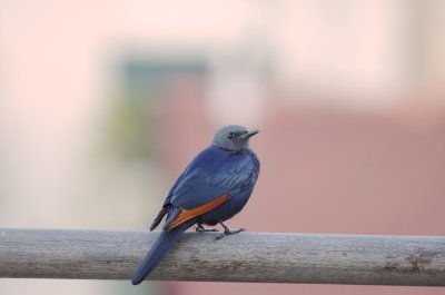 red-winged starling