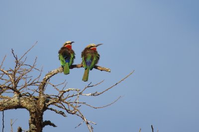 white fronted bee-eater