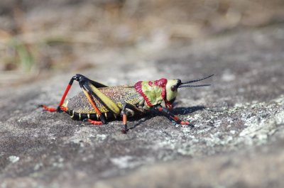 common milkweed locust