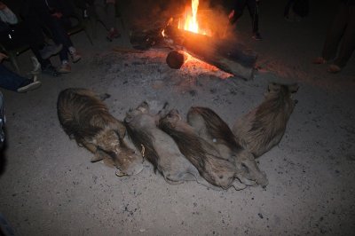 (live!) warthogs warming by the fire