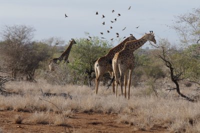 Giraffes with oxpeckers